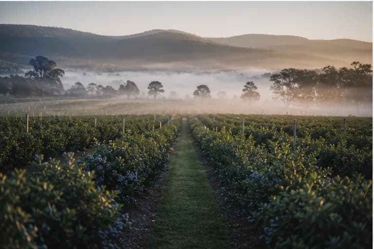 Winery work preview in Balhannah, South Australia